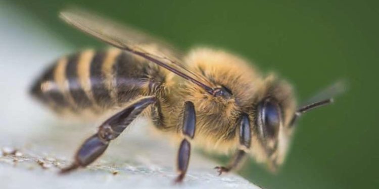 Binlerce yıllık mumyalanmış arılar bulundu