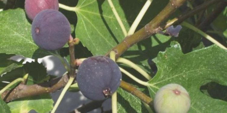 CHP’li Evrim Karakoz: İncir en az 120 TL olmalı