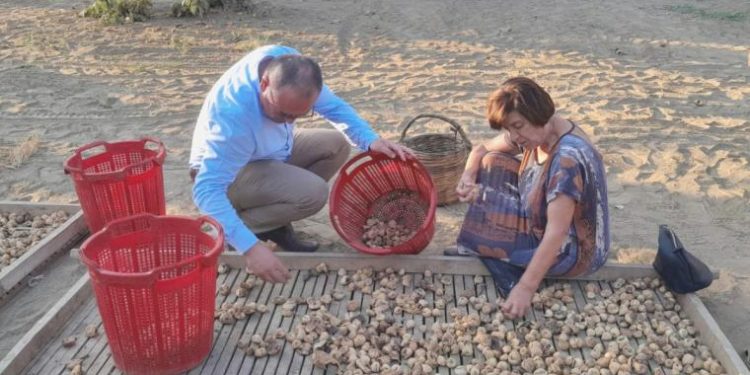 CHP’li Karakoz: Dönem bitiyor incirin fiyatı aşikâr değil!