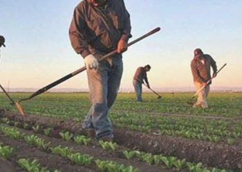 Çiftçi Kayıt Sistemi’ne kaytılar yarın başlayacak