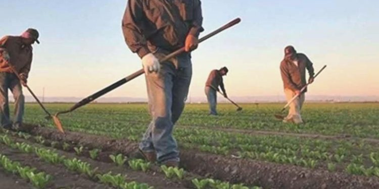 Çiftçi Kayıt Sistemi’ne kaytılar yarın başlayacak