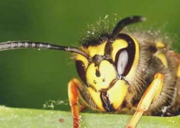 ‘Dev’ iğneli yeni bir yaban arısı çeşidi keşfedildi