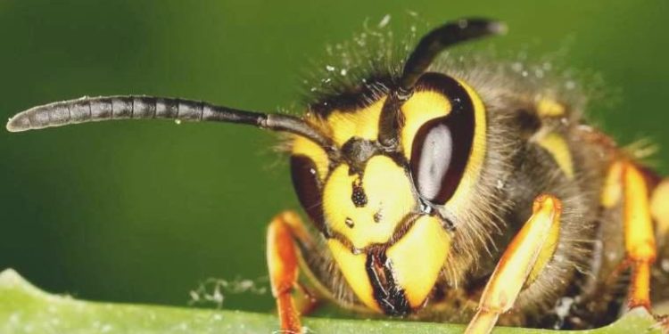 ‘Dev’ iğneli yeni bir yaban arısı çeşidi keşfedildi
