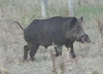 Domuz öldürmek için ava çıktı, arkadaşını öldürdü