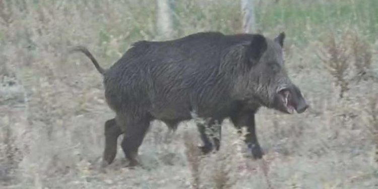 Domuz öldürmek için ava çıktı, arkadaşını öldürdü
