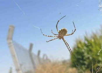 Dünyanın en zehirli örümceklerinden biri onun tarlasında: Tarlaya girmeye korkuyor!