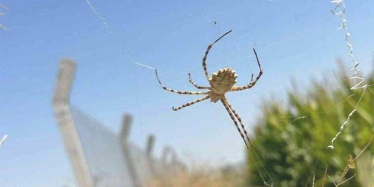 Dünyanın en zehirli örümceklerinden biri onun tarlasında: Tarlaya girmeye korkuyor!