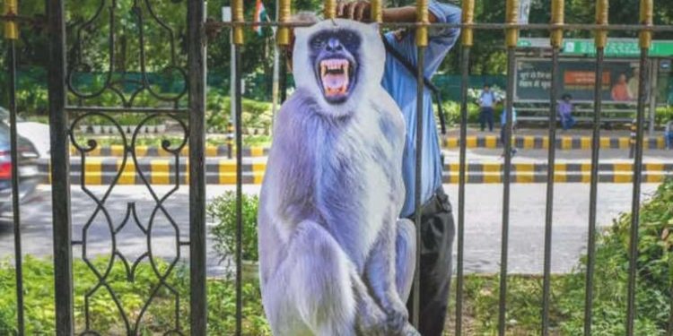 G-20 Tepesi öncesi ‘maymun’ alarmı: Caddelere maket ‘langur’ konuşlandırıldı