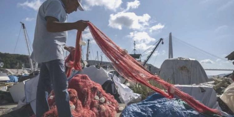 Hamsi ve lüferde bolluk beklentisi