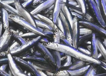 Hamside bolluk bekleniyor ancak döneme 70 liradan başlayabilir