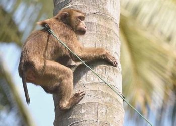 Hindistan’da G20 Önderler Doruğu öncesi ‘maymun’ tedbiri