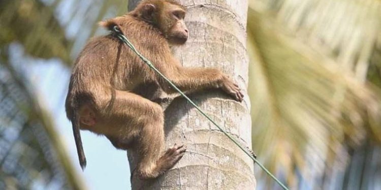Hindistan’da G20 Önderler Doruğu öncesi ‘maymun’ tedbiri