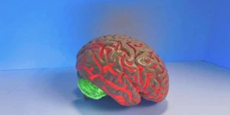 İnsan beyninin neden büyük olduğu açıklandı: Cinsellik etken faktör