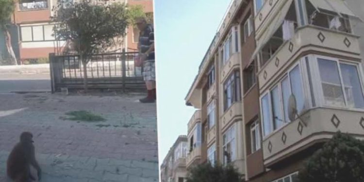 İstanbul’da ‘maymun’ paniği: Saldırdığı 3 kişi yaraladı