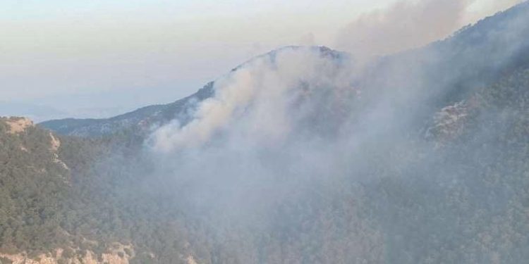 Kemalpaşa’da orman yangını