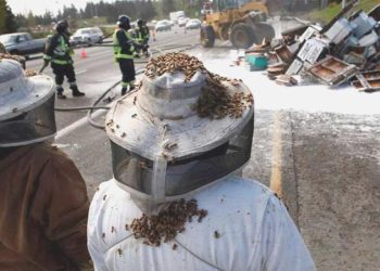 Milyonlarca arı, otoyolu kapattı: Şoförler ve yayalar bölgeden uzaklaştırıldı