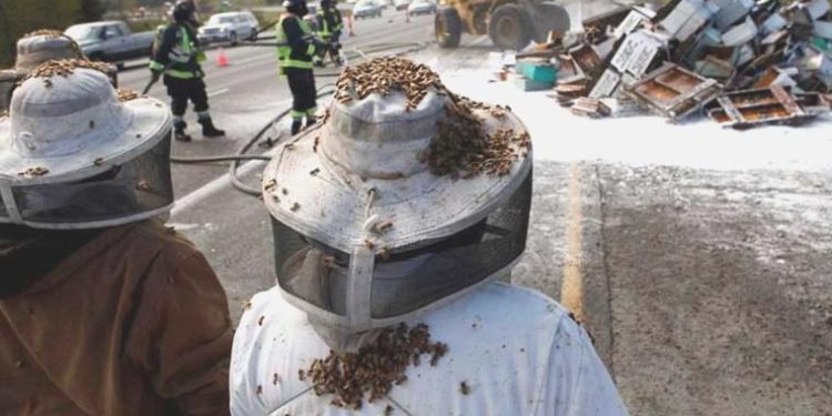 Milyonlarca arı, otoyolu kapattı: Şoförler ve yayalar bölgeden uzaklaştırıldı