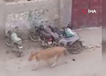 Pakistan’da nakil aracından kaçan aslan paniğe neden oldu