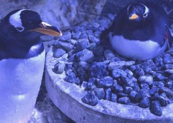 Penguenler üreyemiyor: Global ısınma durdurulmazsa yüzde 90’ı yok olacak