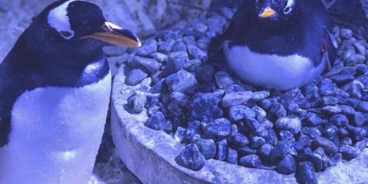 Penguenler üreyemiyor: Global ısınma durdurulmazsa yüzde 90’ı yok olacak