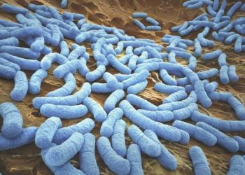 ‘Süper bakterileri’ öldüren yeni antibiyotik keşfedildi