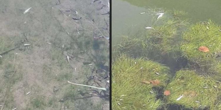 Toplu balık vefatları telaşa sebep oldu