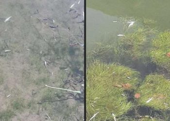 Toplu balık vefatları telaşa sebep oldu