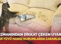 Uzmanından dikkat çeken uyarı! Kedi tüyü hangi durumlarda ziyanlıdır?