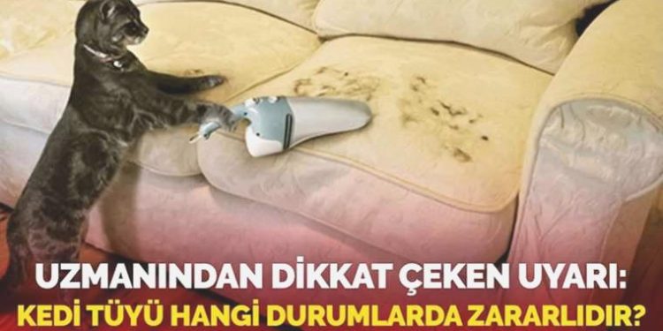 Uzmanından dikkat çeken uyarı! Kedi tüyü hangi durumlarda ziyanlıdır?