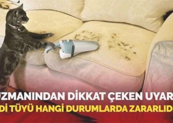 Uzmanından dikkat çeken uyarı! Kedi tüyü hangi durumlarda ziyanlıdır?