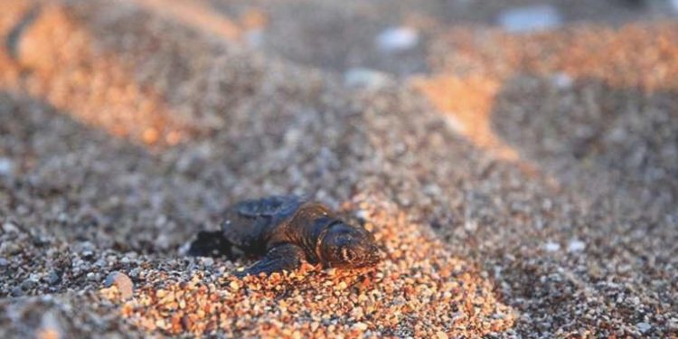 Yanlış ışığı takip eden Caretta caretta yavruları araçların altında kalarak ezildi