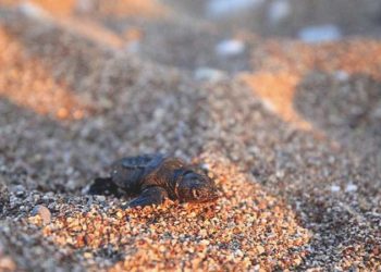 Yanlış ışığı takip eden caretta caretta yavruları araçların altında kalarak ezildi
