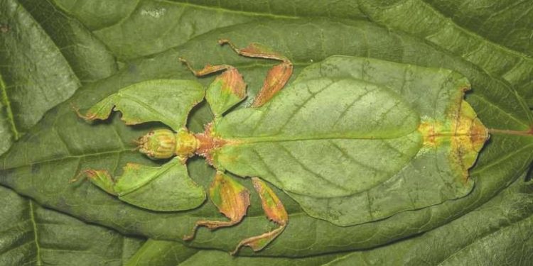 Yedi yeni yaprak böceği tipi keşfedildi