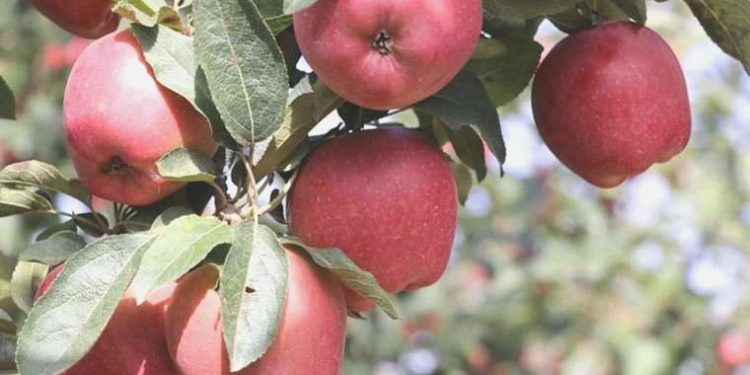Elma fiyatları 5 kat arttı!
