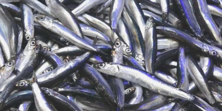 Hamsinin fiyatı 3 hanelere çıktı