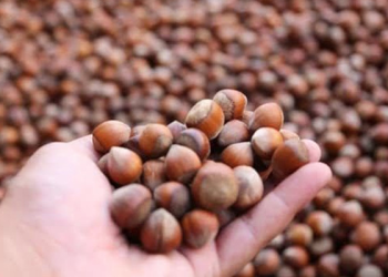 Fındık fiyatı haftaya 130 liradan başladı