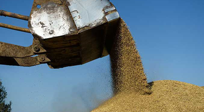 Rusya’da buğday ihracat vergisi artacak