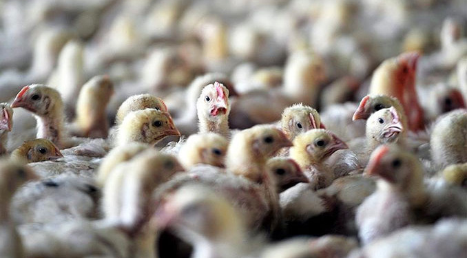 Avusturya’da kuş gribi alarmı! Ülke yüksek riskli bölge ilan edildi