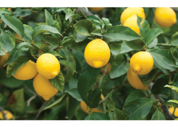 Tarladan markete fiyatlar fırladı! Limonun fiyatı yüzde 597.4 arttı